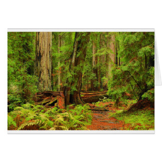 Montgomery Woods