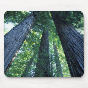 Montgomery Woods State Reserve, California. Mouse Mat