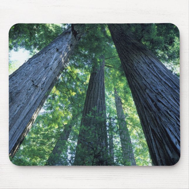 Montgomery Woods State Reserve, California. Mouse Mat (Front)