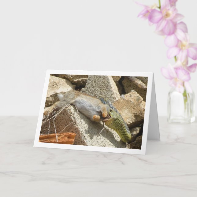 Montpellier Snake Feasting on Rabbit Card (Orchid)