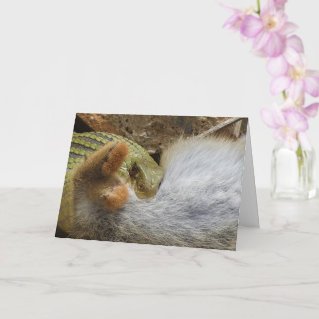 Montpellier Snake Feasting on Rabbit Card (Orchid)