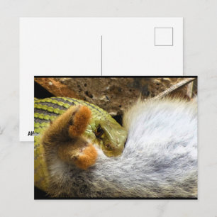 Montpellier Snake Feasting on Rabbit Postcard