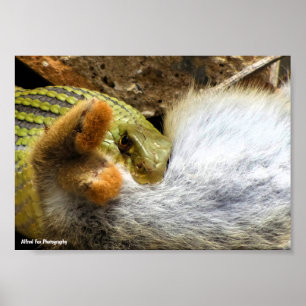 Montpellier Snake Feasting on Rabbit Poster