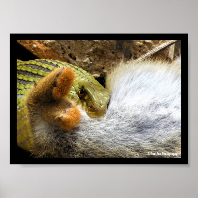 Montpellier Snake Feasting on Rabbit Poster (Front)