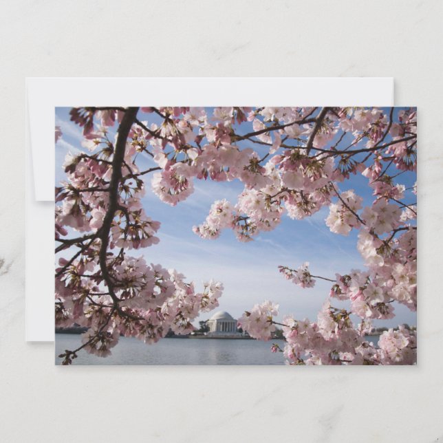 Monuments | Jefferson Memorial Cherry Blossoms Thank You Card (Front)