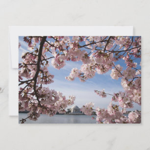 Monuments   Jefferson Memorial Cherry Blossoms Thank You Card