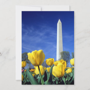 Monuments   Washington Monument in Spring Thank You Card