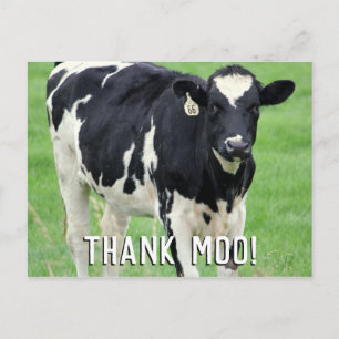 Moo Cow Thank You Postcard