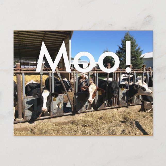 Moo Cows Postcards (Front)