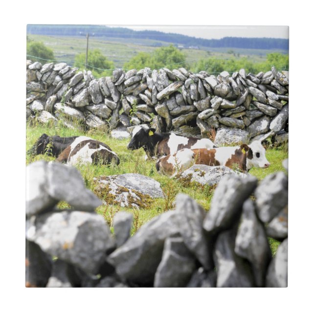 Moo Cows Tile (Front)
