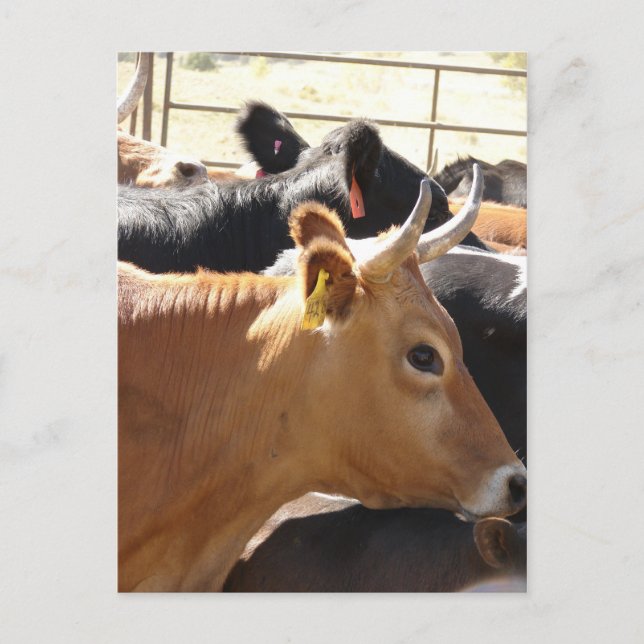 Moo To You Postcard (Front)