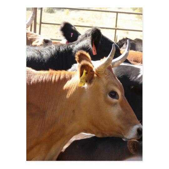 Moo To You Postcard