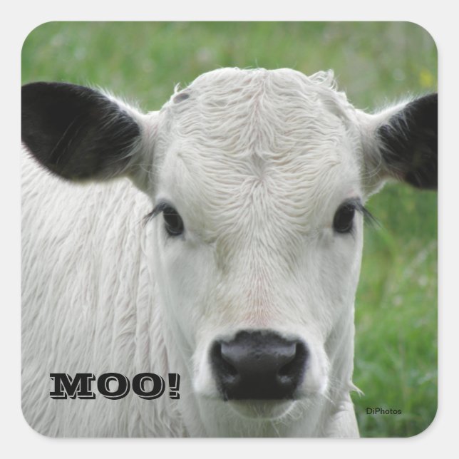 Moo - White Cow Stickers (Front)