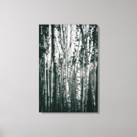 Moody Birch Trees in Forest Monochrome