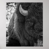 Moody Bison Buffalo Black White