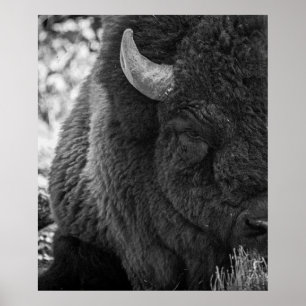 Moody Bison Buffalo Black White  Poster