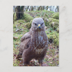 Moody Buzzard With Attitude Wildlife Portrait Art Postcard