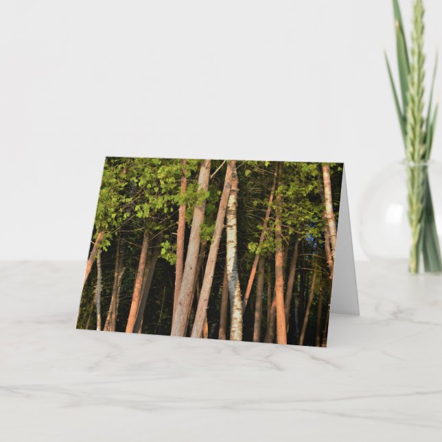 Moody Forest Trees Golden Hour Card (Front)