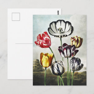 Moody Regency Style Multi-Colour Tulips Postcard