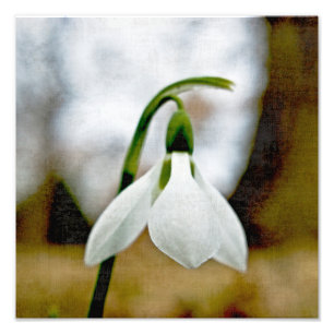 Moody Snowdrop Photo Print