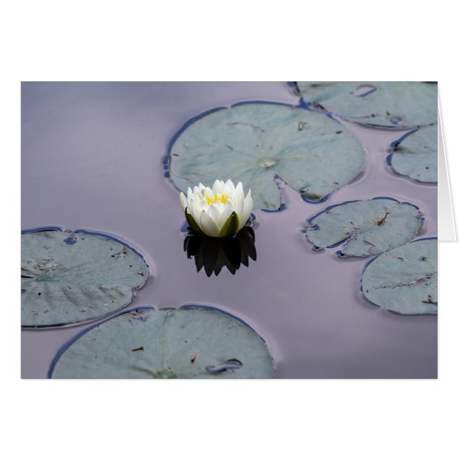 Moody Water Lily (Front Horizontal)