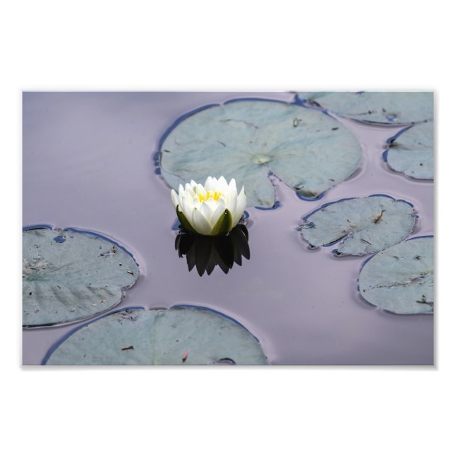 Moody Water Lily Photo Print (Front)