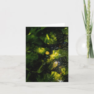 Moody Yellow Water Lily in sparkling light Card