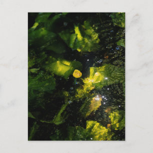Moody Yellow Water Lily in sparkling light Postcard
