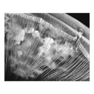 Moon Beads - Photo Enlargement