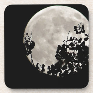 Moon behind dark leaves coaster