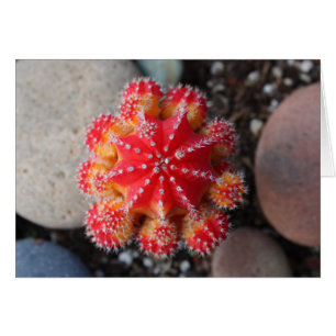 Moon cactus card