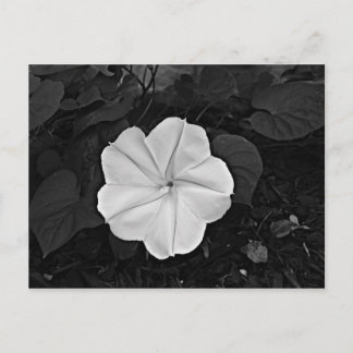 Moon Flower Postcard