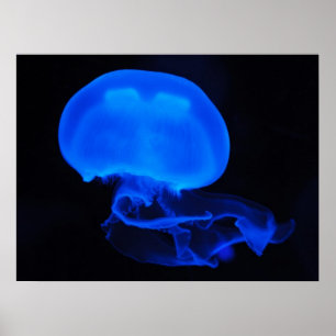 Moon Jelly Fish Poster