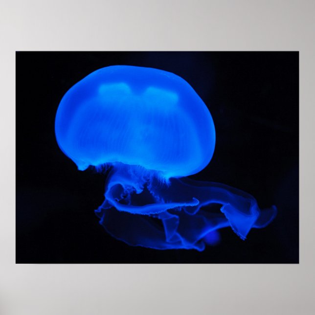 Moon Jelly Fish Poster (Front)