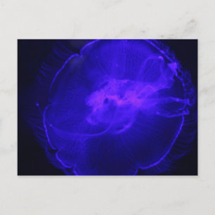 Moon Jellyfish # 26 Postcard