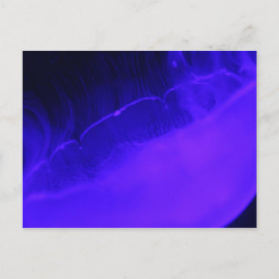 Moon Jellyfish # 28 Postcard