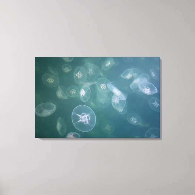 Moon jellyfish canvas print (Front)