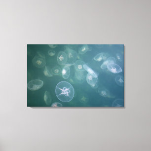 Moon jellyfish canvas print