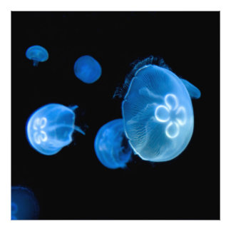 Moon jellyfish no 4 photo print