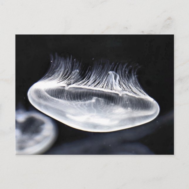 Moon Jellyfish Postcard (Front)