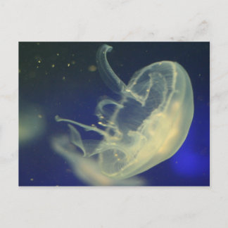 Moon Jellyfish Postcard
