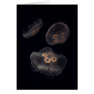 Moon Jellyfish Swimming