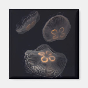 Moon Jellyfish Swimming Magnet