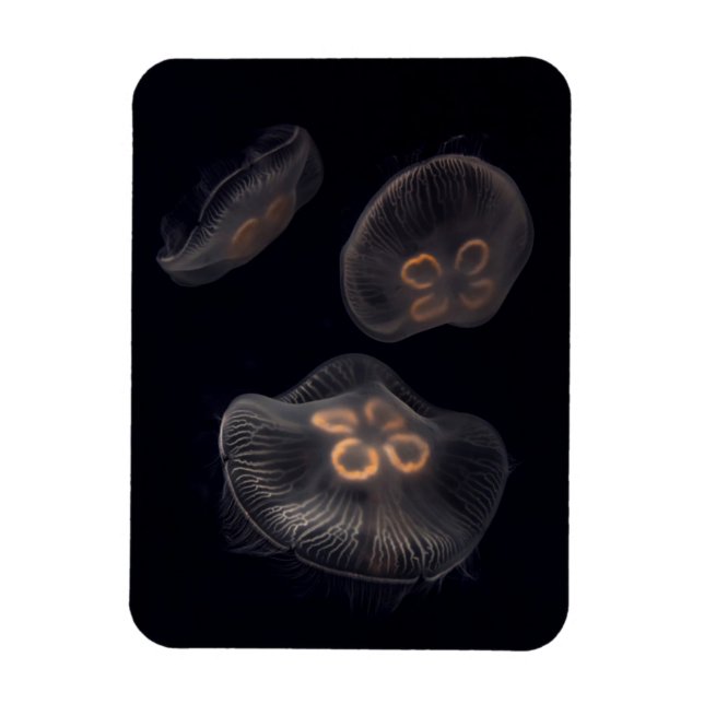 Moon Jellyfish Swimming Magnet (Vertical)
