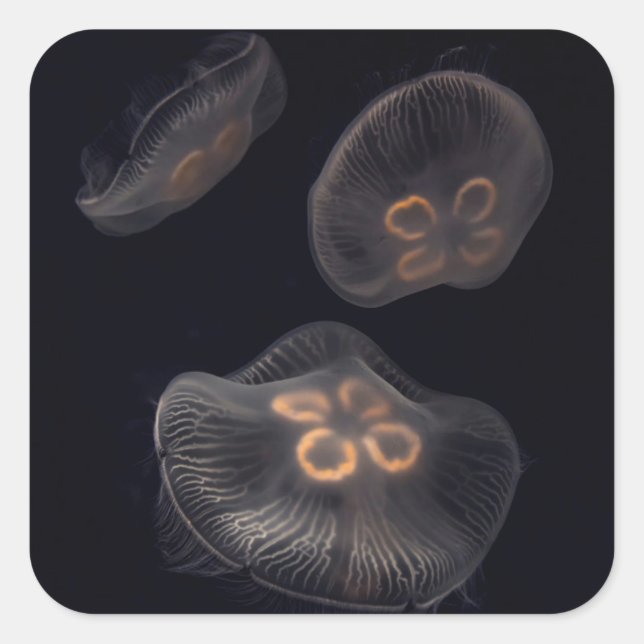 Moon Jellyfish Swimming Square Sticker (Front)