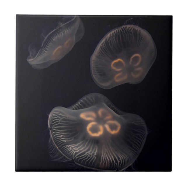 Moon Jellyfish Swimming Tile (Front)