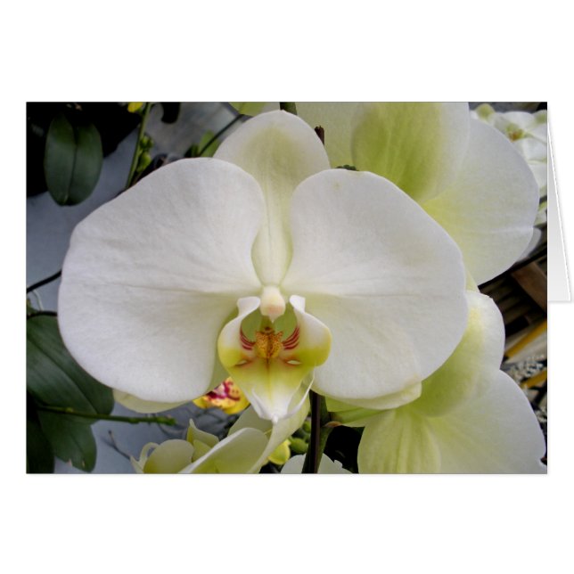 Moon Masque (Front Horizontal)