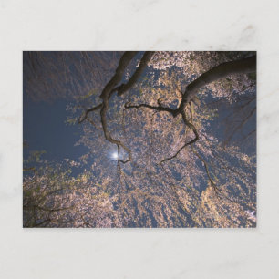 Moon Over Cherry Blossoms Postcard