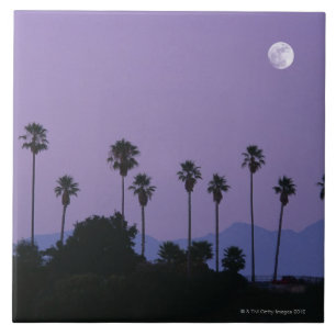 Moon over palm trees at dusk, Hollywood Tile