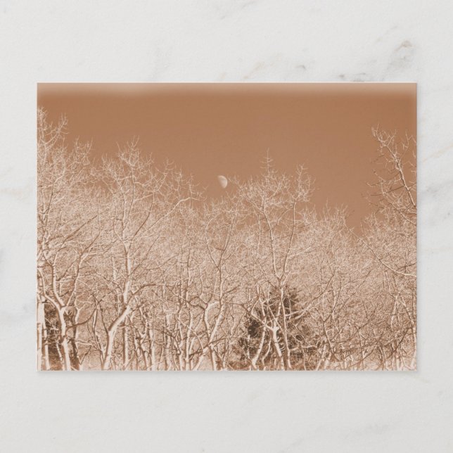 Moon Over the White Forest Postcard (Front)